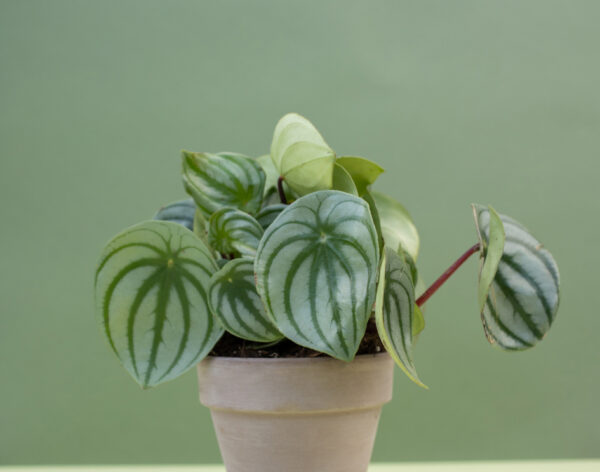 Watermelon Peperomia